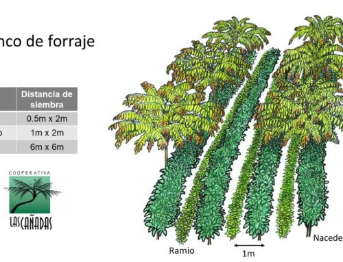 Banco forrajero de nacedero-ramio-inga